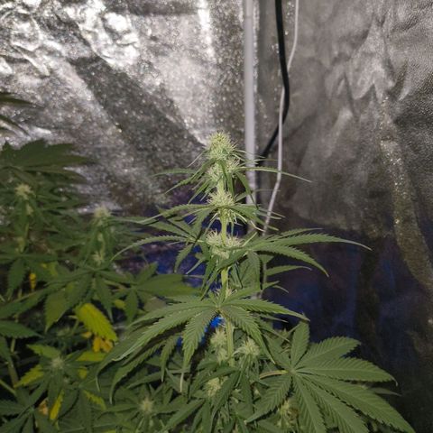 Fat Banana Automatic growlog timeline photo