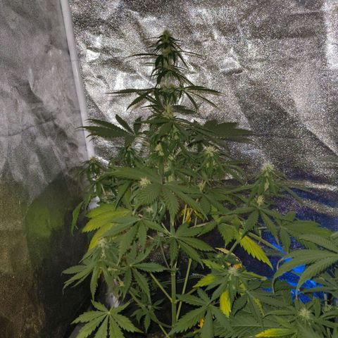 Green Gelato Automatic growlog timeline photo