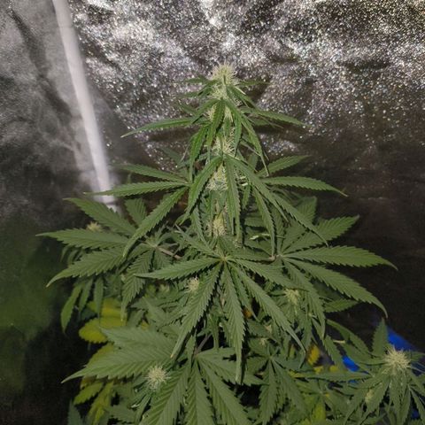 Green Gelato Automatic growlog timeline photo