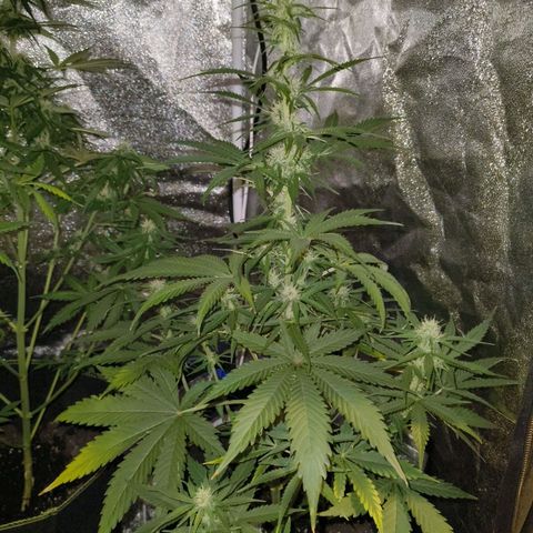 Fat Banana Automatic growlog timeline photo