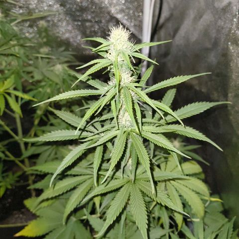 Fat Banana Automatic growlog timeline photo