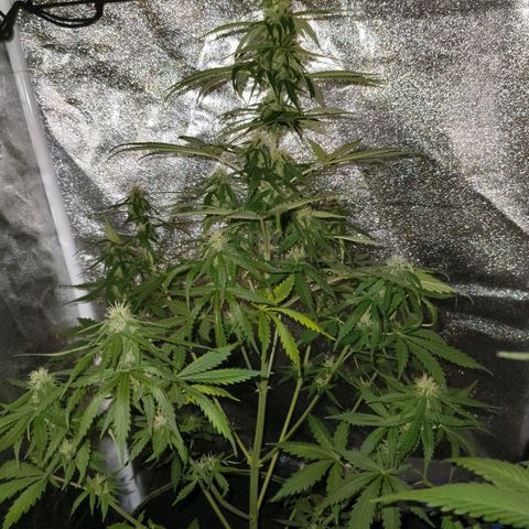 Green Gelato Automatic growlog timeline photo