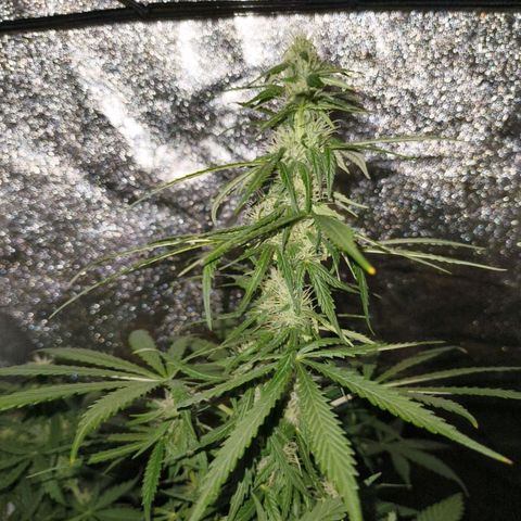 Green Gelato Automatic growlog timeline photo