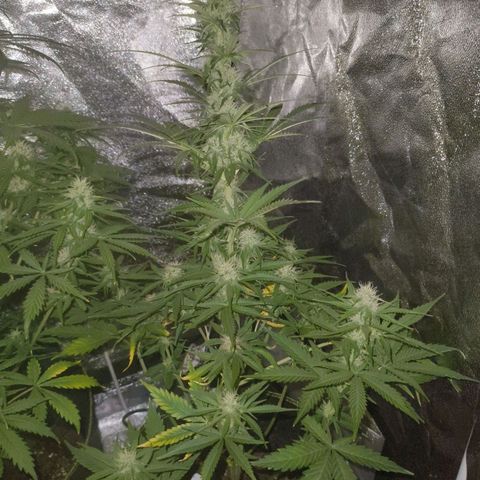 Fat Banana Automatic growlog timeline photo