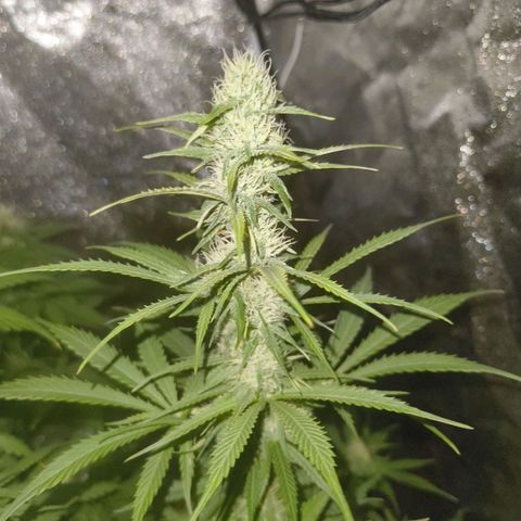 Fat Banana Automatic growlog timeline photo