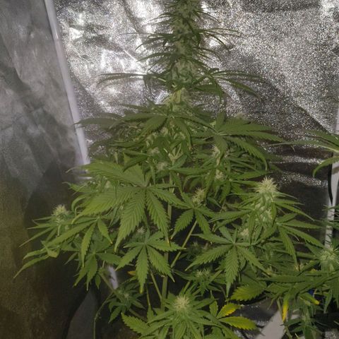 Green Gelato Automatic growlog timeline photo