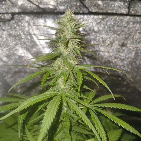 Green Gelato Automatic growlog timeline photo