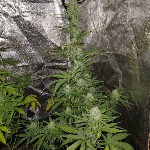 Fat Banana Automatic growlog timeline photo