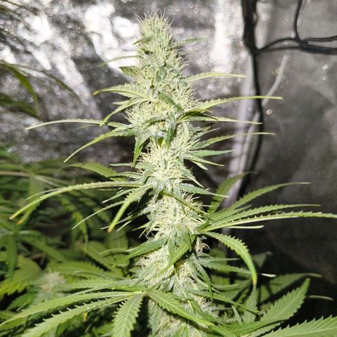 Fat Banana Automatic growlog timeline photo