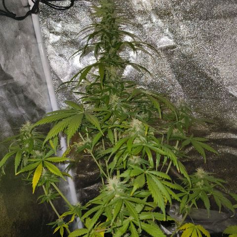 Green Gelato Automatic growlog timeline photo