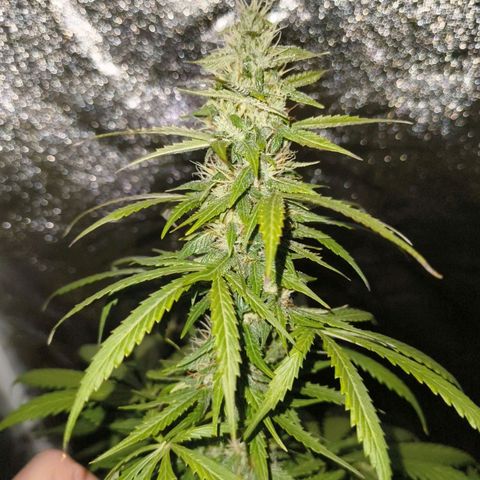 Green Gelato Automatic growlog timeline photo