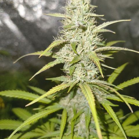 Fat Banana Automatic growlog timeline photo