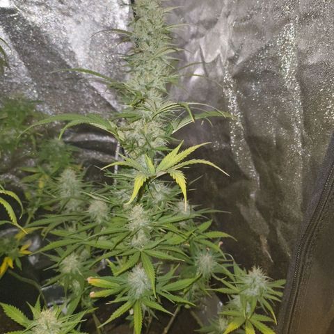 Fat Banana Automatic growlog timeline photo