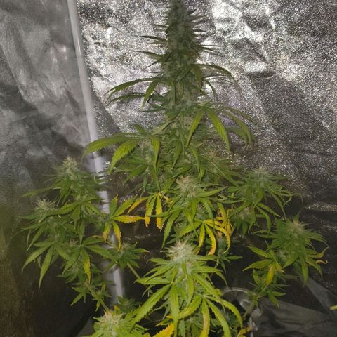 Green Gelato Automatic growlog timeline photo
