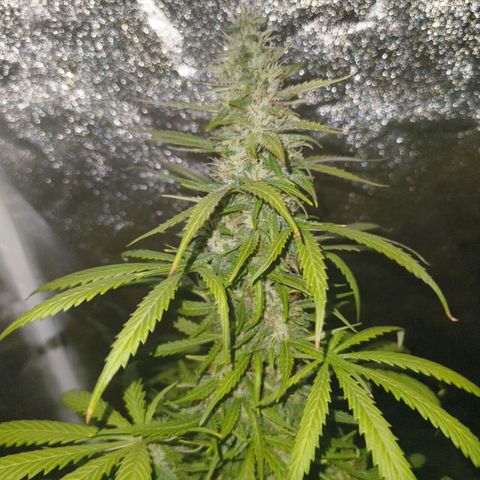 Green Gelato Automatic growlog timeline photo