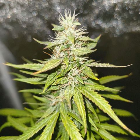 Green Gelato Automatic growlog timeline photo