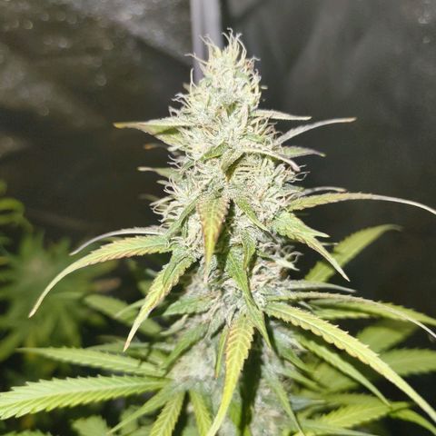 Fat Banana Automatic growlog timeline photo