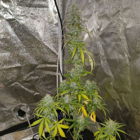 Fat Banana Automatic growlog timeline photo