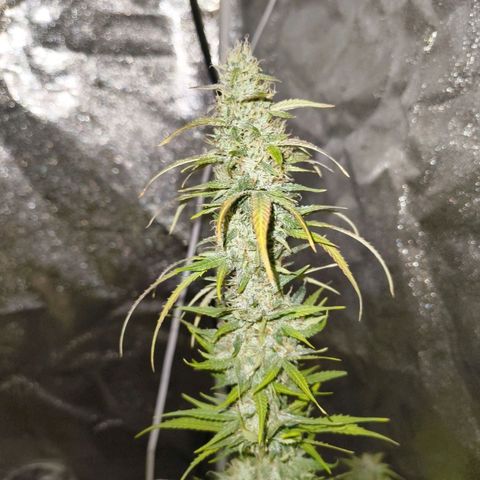 Fat Banana Automatic growlog timeline photo