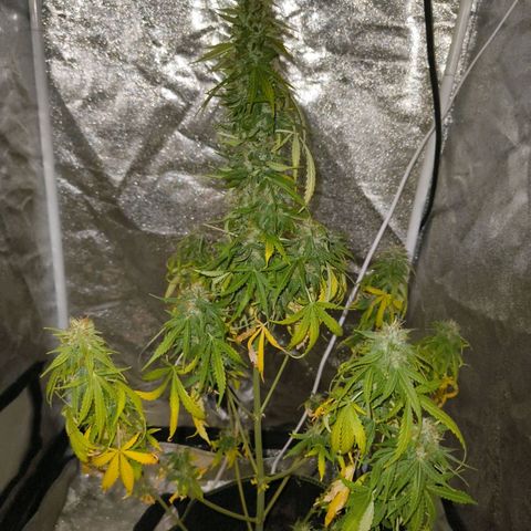 Green Gelato Automatic growlog timeline photo