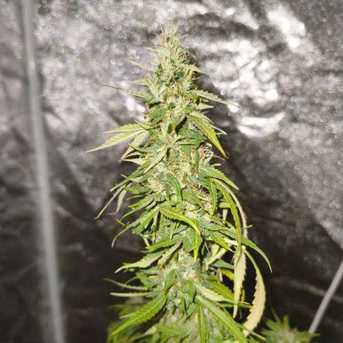 Green Gelato Automatic growlog timeline photo
