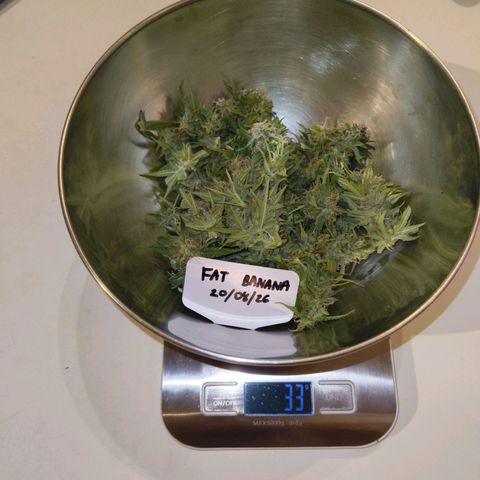 Fat Banana Automatic growlog timeline photo