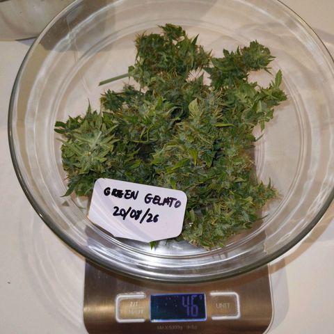 Green Gelato Automatic growlog timeline photo