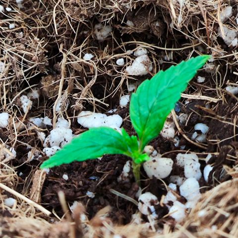 Green Crack CBD growlog timeline photo