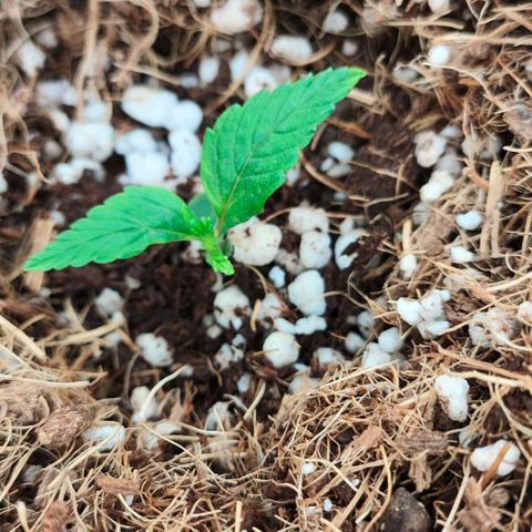 Green Crack CBD growlog timeline photo