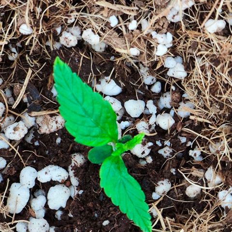 Green Crack CBD growlog timeline photo
