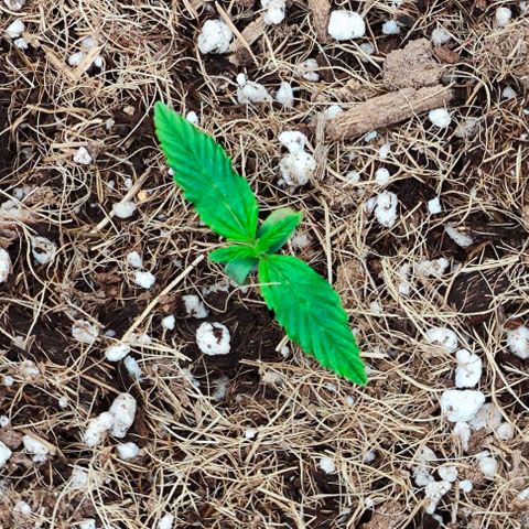 Green Crack CBD growlog timeline photo