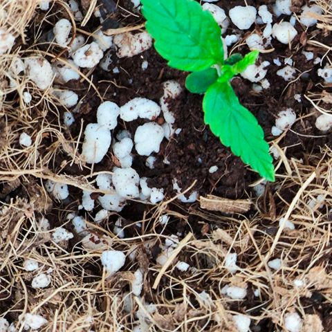 Green Crack CBD growlog timeline photo