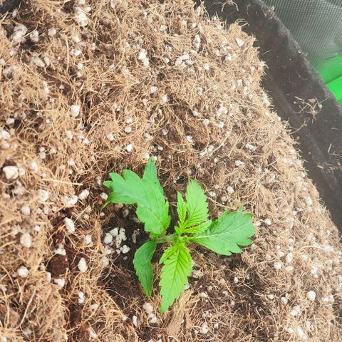 Green Crack CBD growlog timeline photo