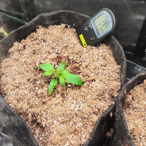 Green Crack CBD growlog timeline photo