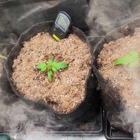 Green Crack CBD growlog timeline photo