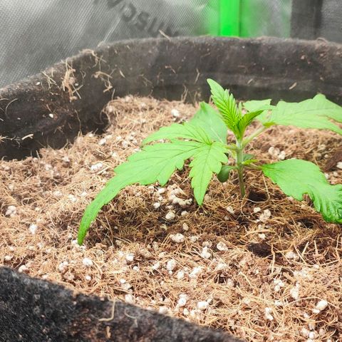 Green Crack CBD growlog timeline photo