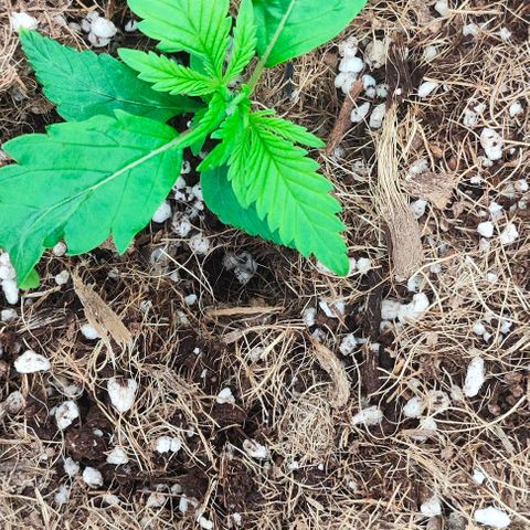 Green Crack CBD growlog timeline photo