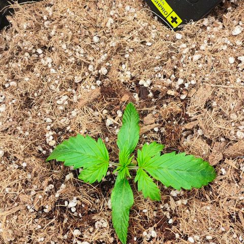 Green Crack CBD growlog timeline photo
