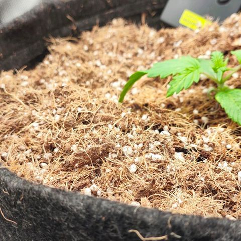 Green Crack CBD growlog timeline photo