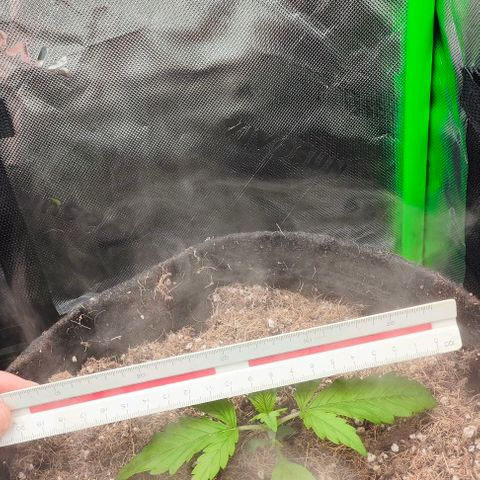 Green Crack CBD growlog timeline photo