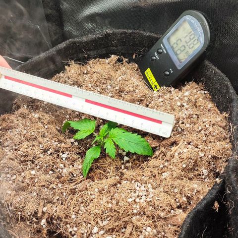 Green Crack CBD growlog timeline photo