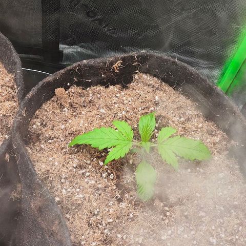 Green Crack CBD growlog timeline photo