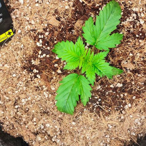 Green Crack CBD growlog timeline photo