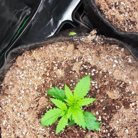 Green Crack CBD growlog timeline photo