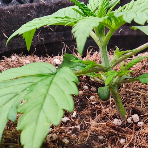 Green Crack CBD growlog timeline photo