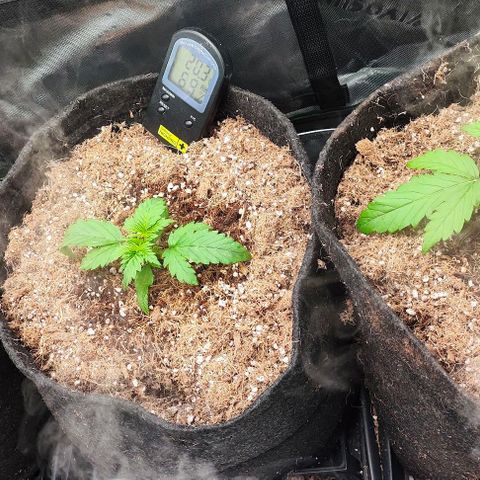 Green Crack CBD growlog timeline photo