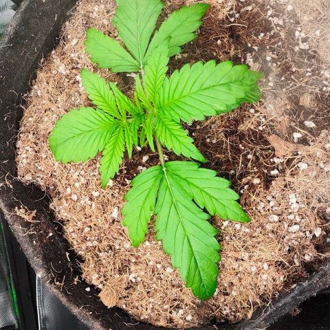 Green Crack CBD growlog timeline photo