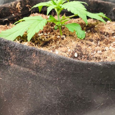 Green Crack CBD growlog timeline photo