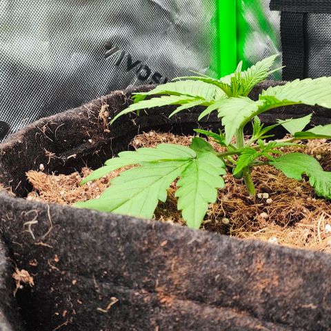 Green Crack CBD growlog timeline photo