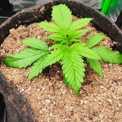 Green Crack CBD growlog timeline photo